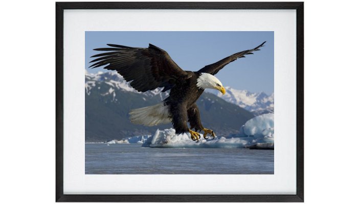 Pelican In Flight Framed Print